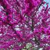 Oklahoma Redbud Tree