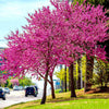 Oklahoma Redbud Tree