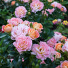 Peach Drift® Rose Tree