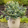 Bushel and Berry® Pink Icing® Blueberry Bush