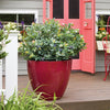 Bushel and Berry® Pink Icing® Blueberry Bush