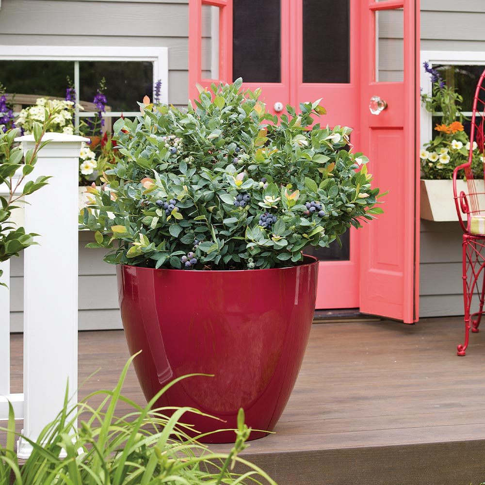 Bushel and Berry® Pink Icing® Blueberry Bush