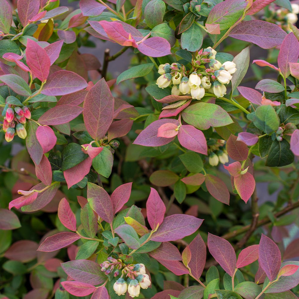 Bushel and Berry® Pink Icing® Blueberry Bush