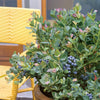 Bushel and Berry® Pink Icing® Blueberry Bush