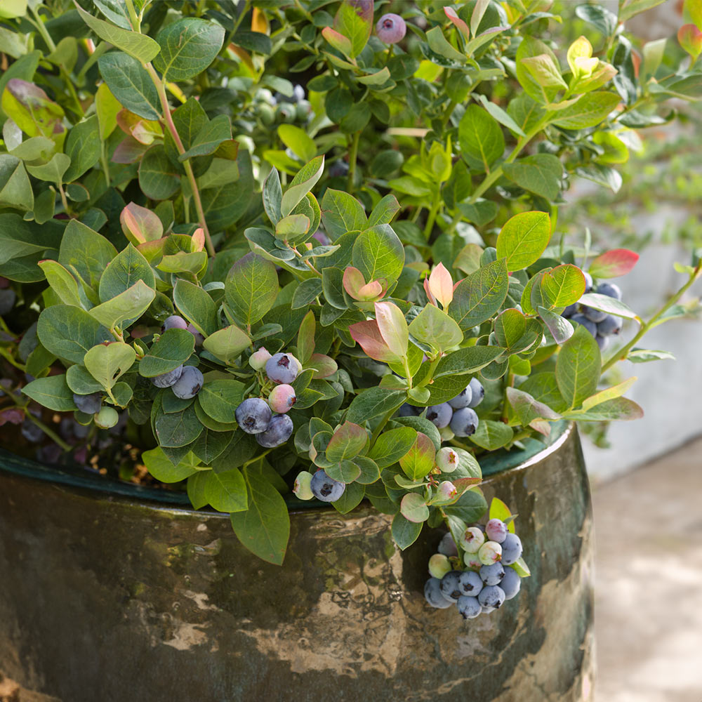 Bushel and Berry® Pink Icing® Blueberry Bush