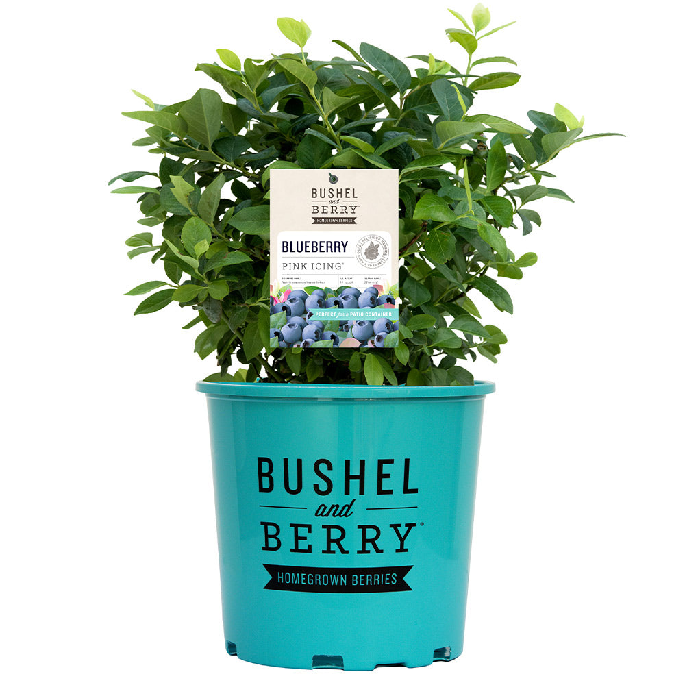 Bushel and Berry® Pink Icing® Blueberry Bush