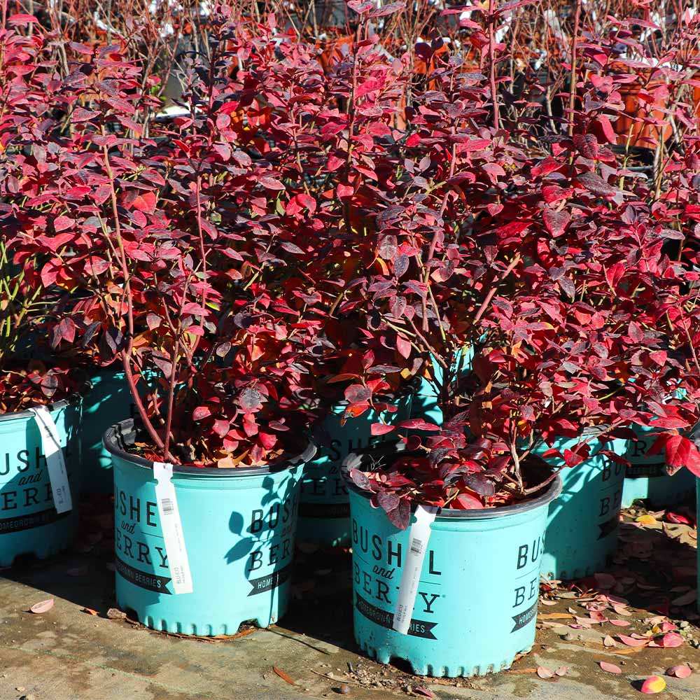 Bushel and Berry® Pink Icing® Blueberry Bush