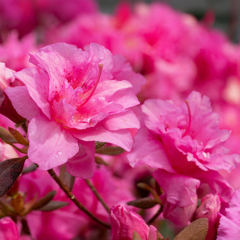 Pink Ruffle Azalea