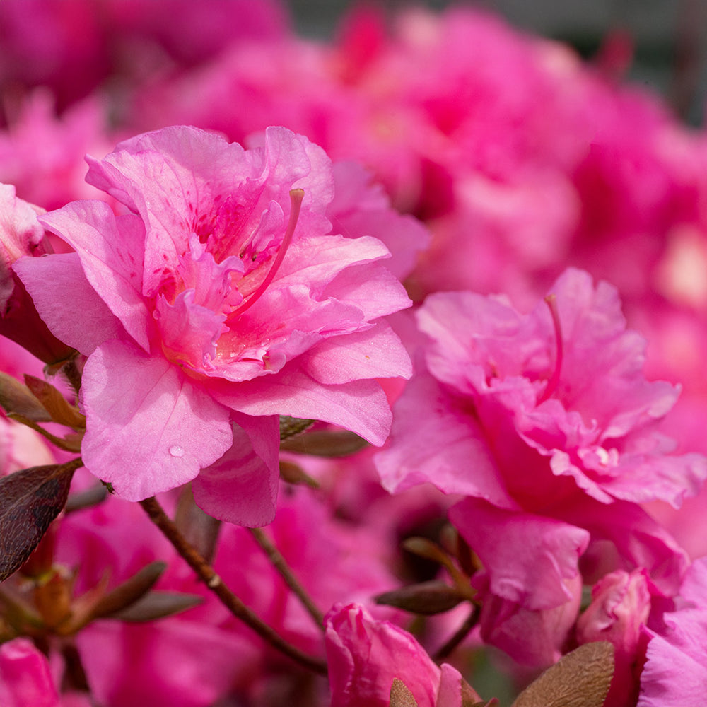 Pink Ruffle Azalea