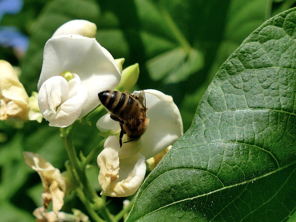 Plant a Bee Garden: Top 4 Pollinator Plants for Bees