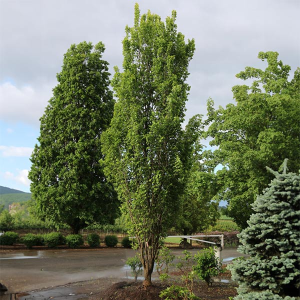 Prairie Sentinel® Hackberry Trees for Sale