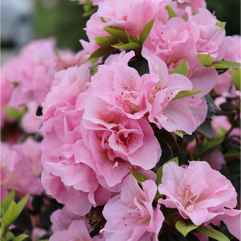 Proven Winners®  Perfecto Mundo® Double Pink Azalea