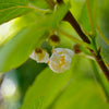 Prolific Kiwi Vine - USDA Organic