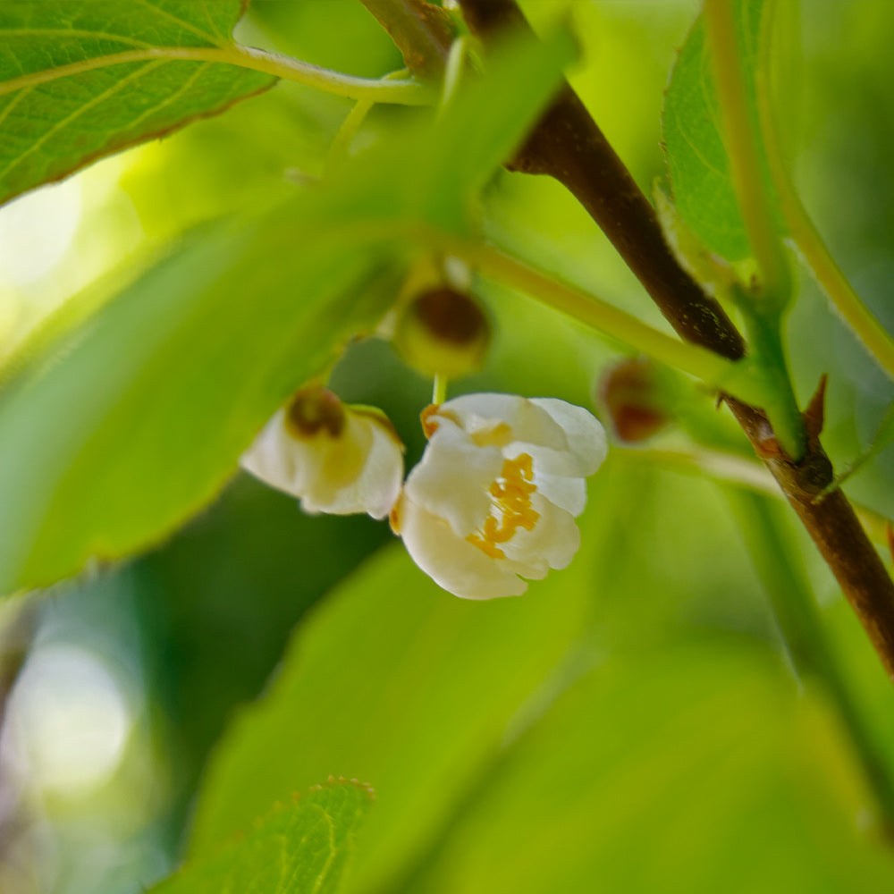 Prolific Kiwi Vine - USDA Organic