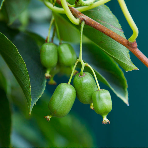 Prolific Kiwi - USDA Organic