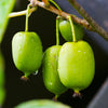 Prolific Kiwi Vine - USDA Organic