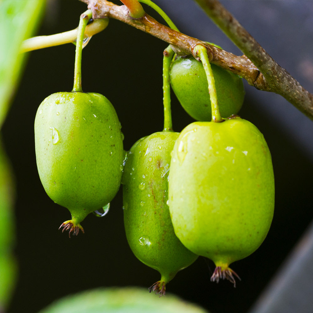 Prolific Kiwi Vine - USDA Organic