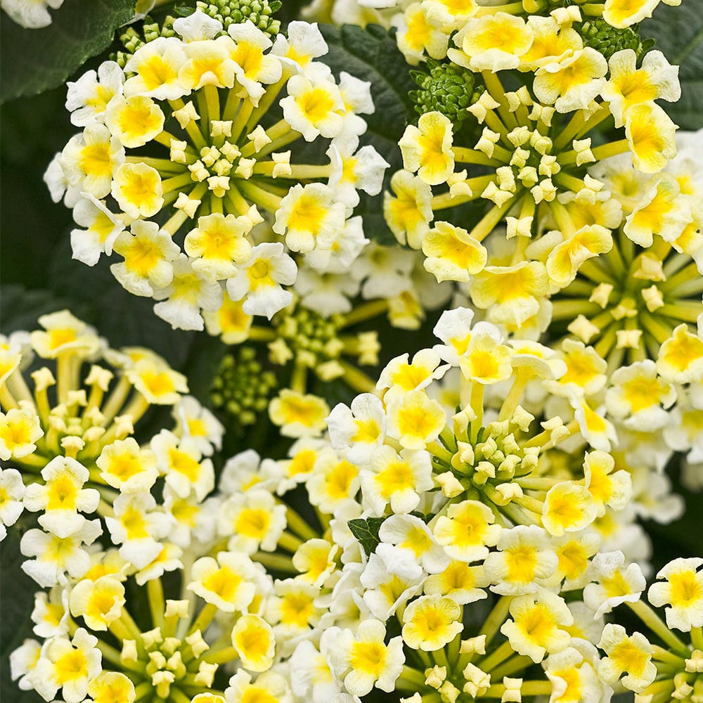 Proven Winners® Luscious® Royale Piña Colada Lantana