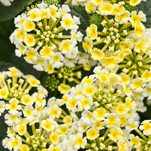 Proven Winners Luscious® Royale Piña Colada Lantana