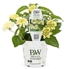 Proven Winners® Luscious® Royale Piña Colada Lantana