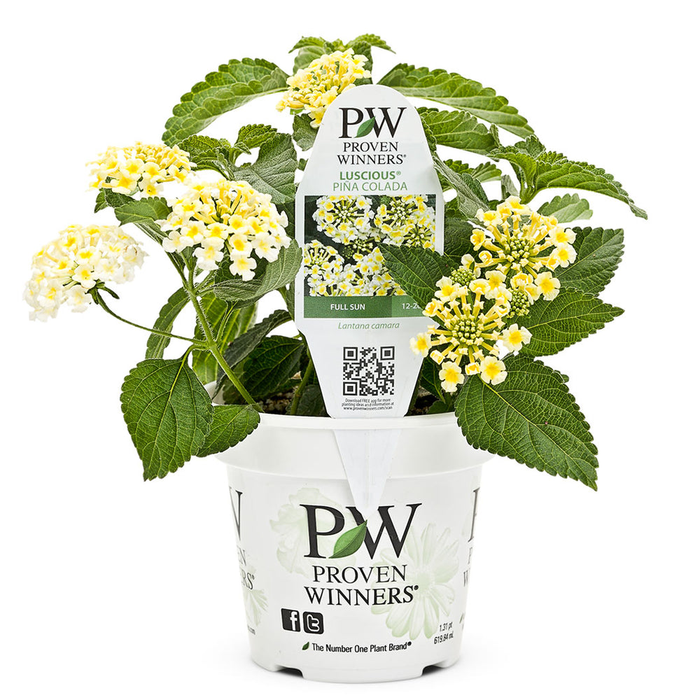 Proven Winners® Luscious® Royale Piña Colada Lantana