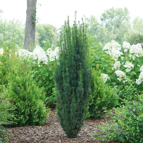 Proven Winners® Stonehenge Skinny® Yew Shrub