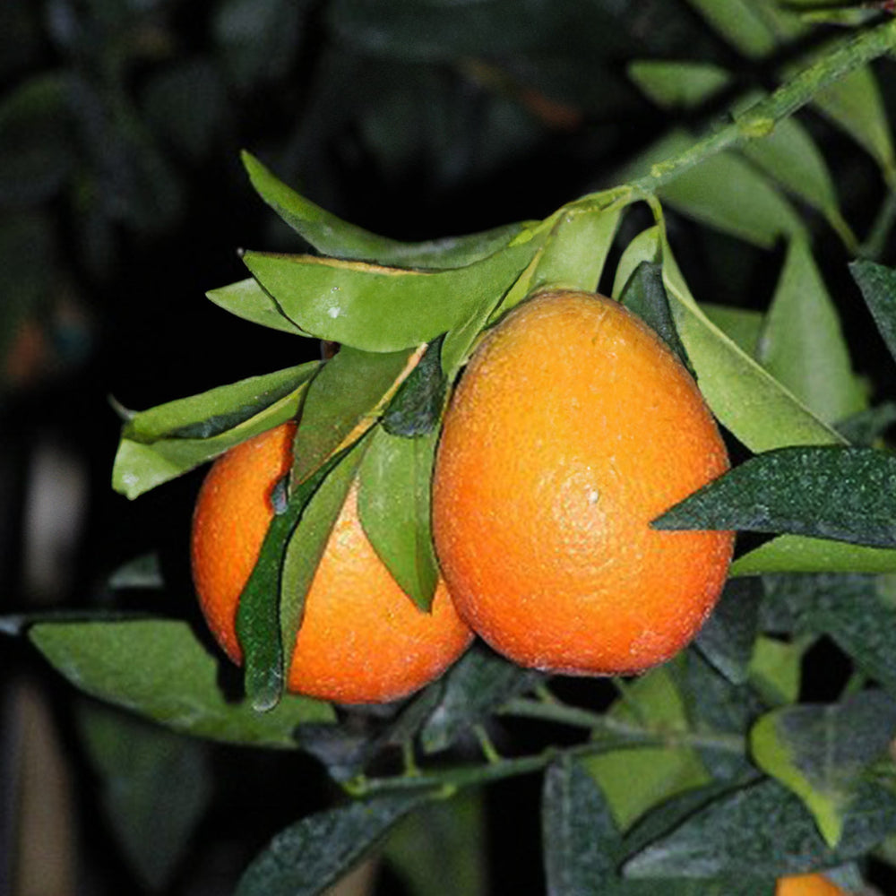 Red Lime Tree