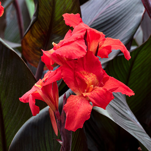 Red Velvet Canna Lily