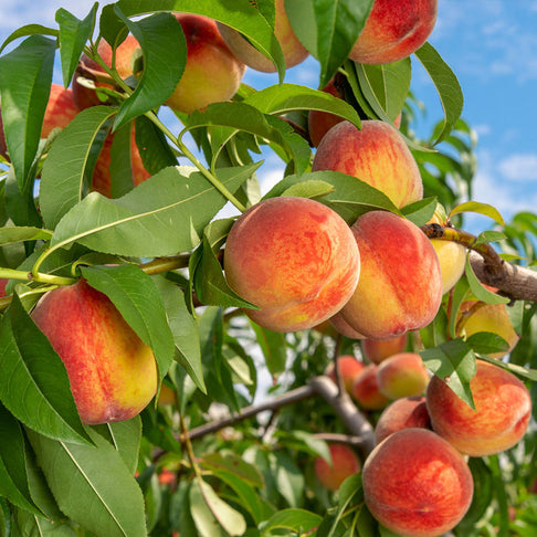 Reliance Peach Tree