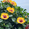 Rico Suave™ Hollywood® Hibiscus
