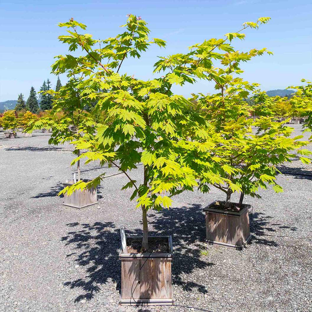 Rising Sun Full Moon Maple Tree