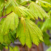Rising Sun Full Moon Maple Tree