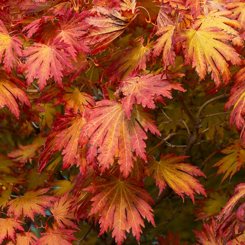 Rising Sun Full Moon Maple Tree
