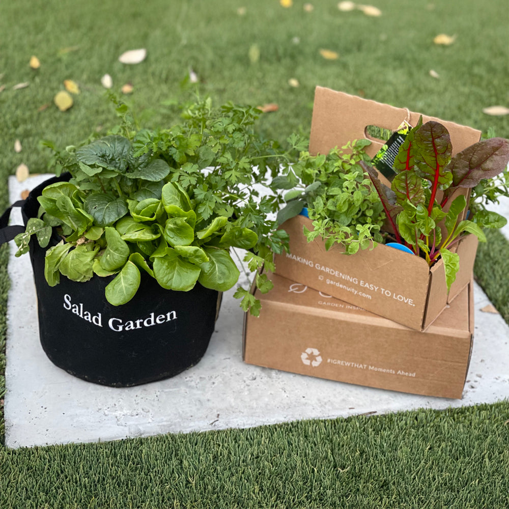 Gardenuity® Salad Garden Patio Kit
