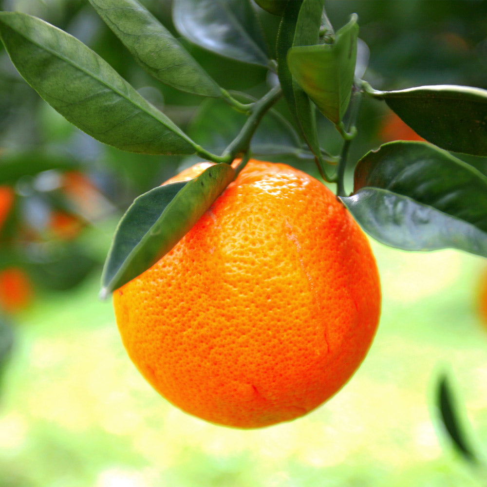 Sanguinelli Semi-Dwarf Blood Orange Tree