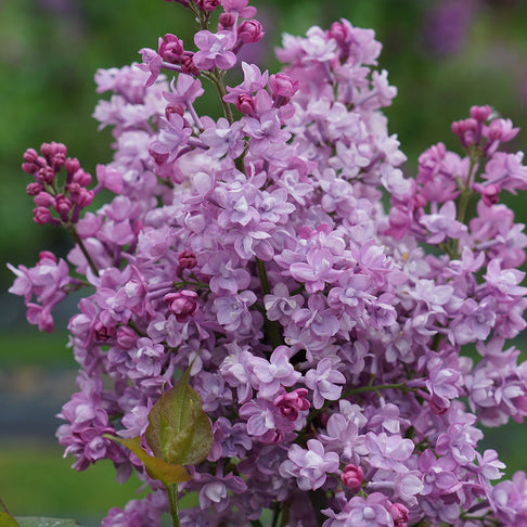 Proven Winners® Scentara® Double Blue Lilac