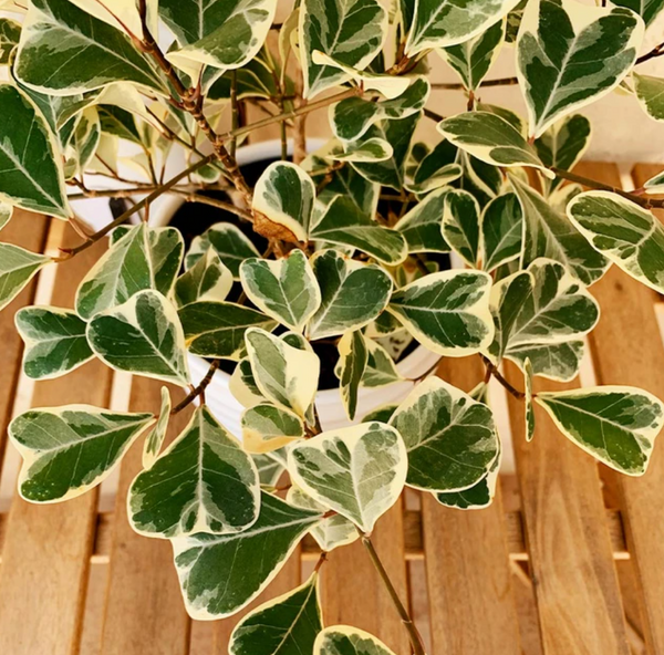 Video: Variegated House Plants to Discover!