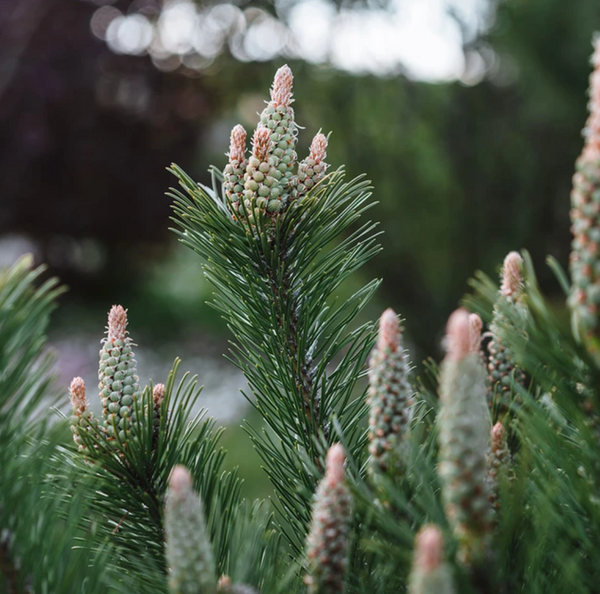 Ask a Master Gardener: Conifers for Winter Interest