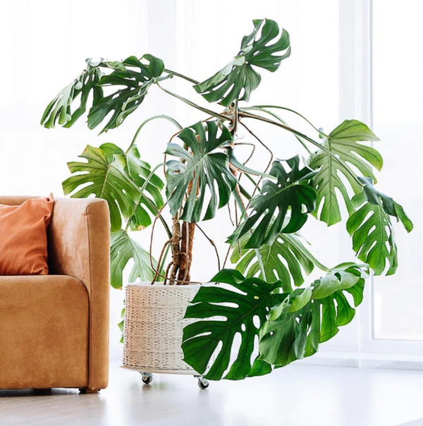 Popular Types of House Plants