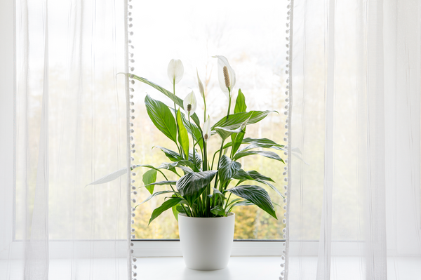 Plants to Improve Air Quality: Our Top 7 Purifying Plants