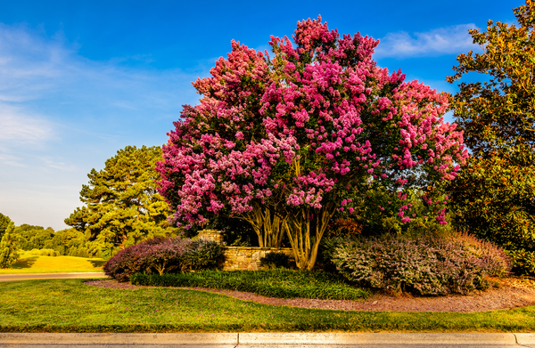 Pruning Crape Myrtles: How to Keep Your Crape Healthy