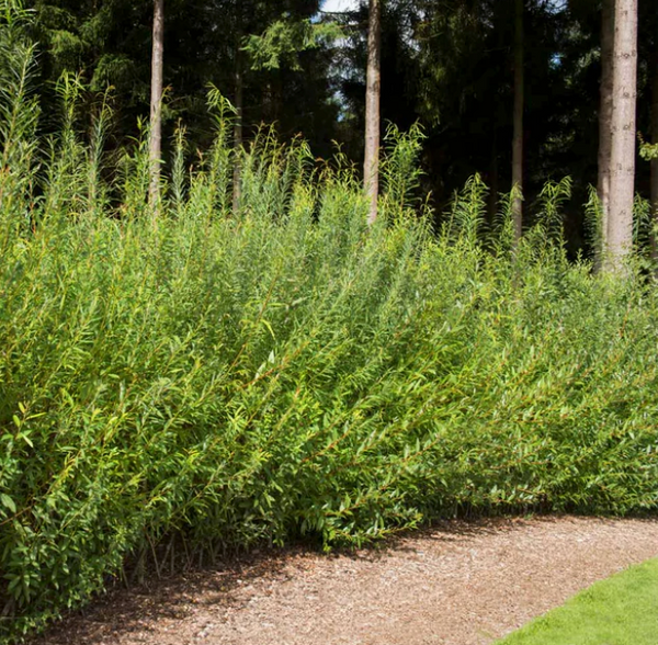 Plant Care 101: Willow Hybrids