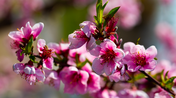 Flowering Trees: Everything You Ever Wanted to Know
