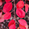 Autumn Brilliance Serviceberry Tree