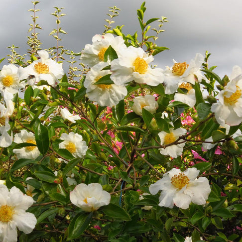 Setsugekka Camellia