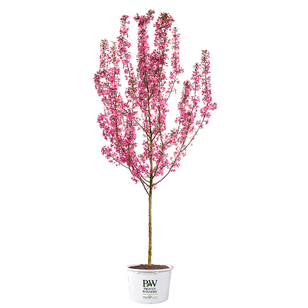 Proven Winners® Show Time™ Crabapple Tree