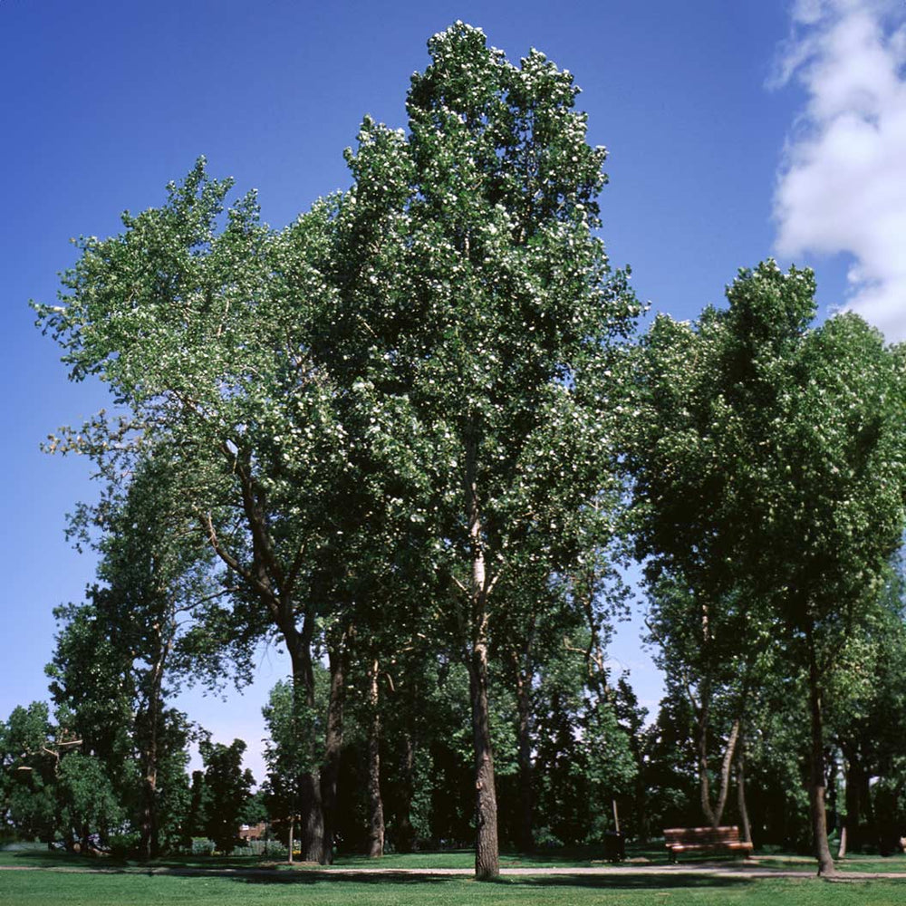 Siouxland Poplar Tree