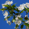Snowdrift Crabapple Tree