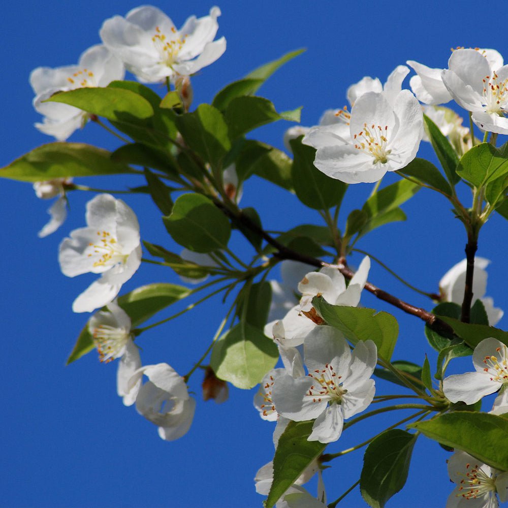 Snowdrift Crabapple Tree