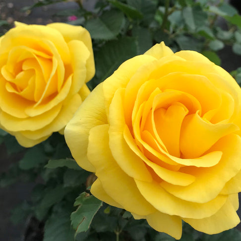 Sol Desire® Rose Shrub